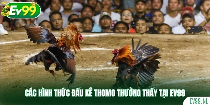 Các hình thức đấu kê Thomo thường thấy tại Ev99 Các hình thức đấu kê Thomo thường thấy tại Ev99