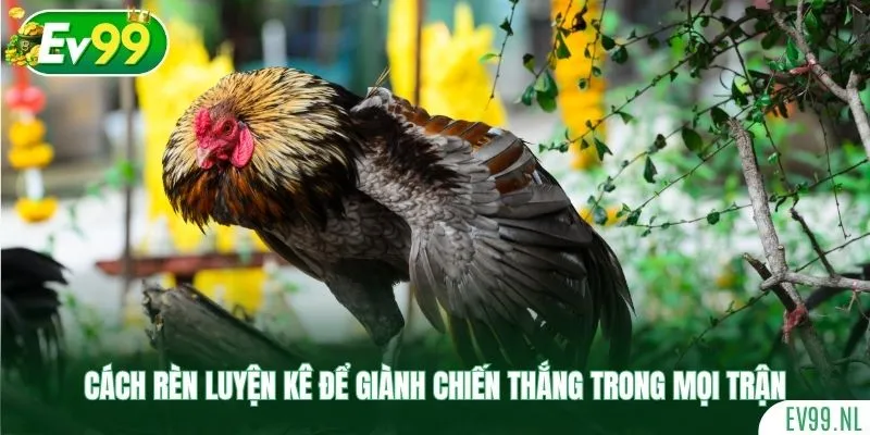 Cách rèn luyện kê để giành chiến thắng trong mọi trận Cách rèn luyện kê để giành chiến thắng trong mọi trận