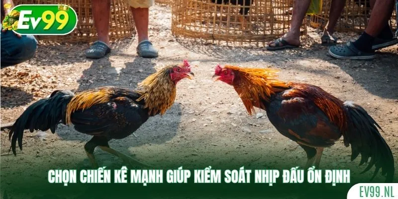 Chọn chiến kê mạnh giúp kiểm soát nhịp đấu ổn định Chọn chiến kê mạnh giúp kiểm soát nhịp đấu ổn định