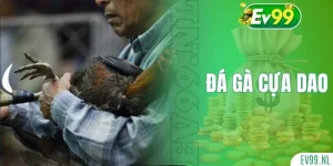 Đá gà cựa dao