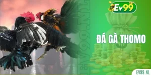 Đá gà Thomo