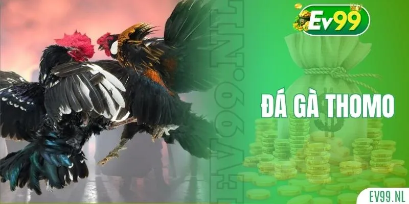 Đá gà Thomo