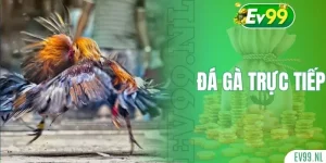 Đá gà trực tiếp