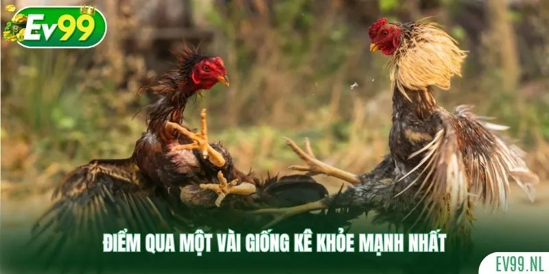 Điểm qua một vài giống kê khỏe mạnh nhất Điểm qua một vài giống kê khỏe mạnh nhất