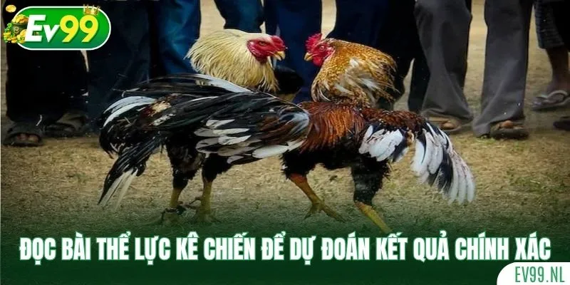 Đọc bài thể lực kê chiến để dự đoán kết quả chính xác Đọc bài thể lực kê chiến để dự đoán kết quả chính xác