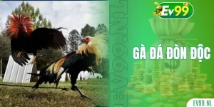 Gà đá đòn độc