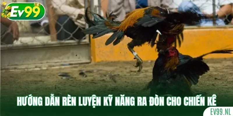 Hướng dẫn rèn luyện kỹ năng ra đòn cho chiến kê Hướng dẫn rèn luyện kỹ năng ra đòn cho chiến kê