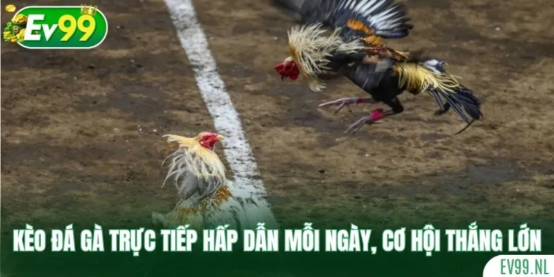 Kèo đá gà trực tiếp hấp dẫn mỗi ngày, cơ hội thắng lớn