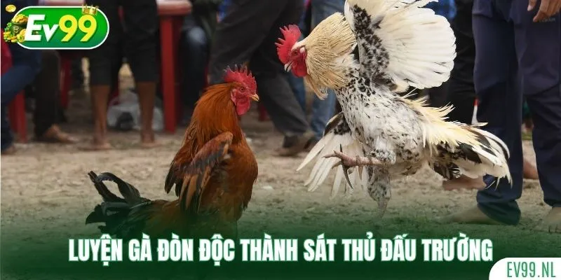 Luyện gà đòn độc thành sát thủ đấu trường Luyện gà đòn độc thành sát thủ đấu trường