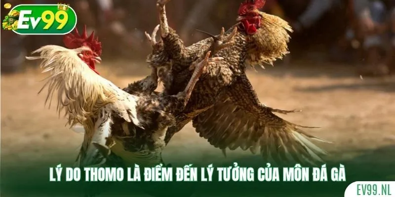 Lý do Thomo là điểm đến lý tưởng của môn đá gà Lý do Thomo là điểm đến lý tưởng của môn đá gà