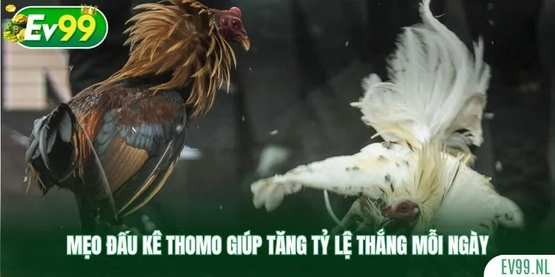 Mẹo đấu kê Thomo giúp tăng tỷ lệ thắng mỗi ngày Mẹo đấu kê Thomo giúp tăng tỷ lệ thắng mỗi ngày