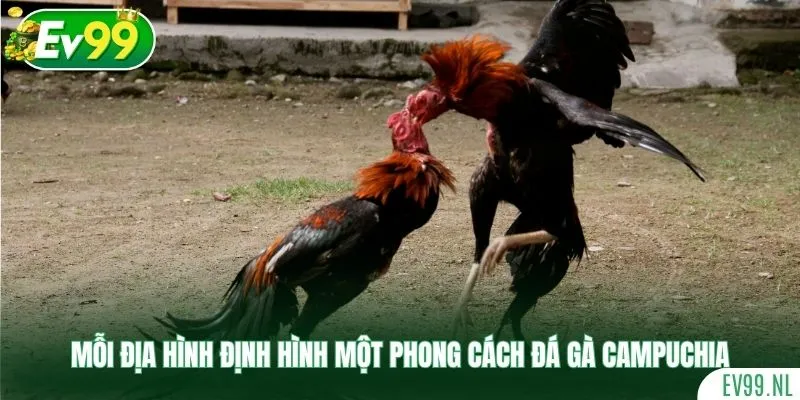 Mỗi địa hình định hình một phong cách đá gà Campuchia Mỗi địa hình định hình một phong cách đá gà Campuchia