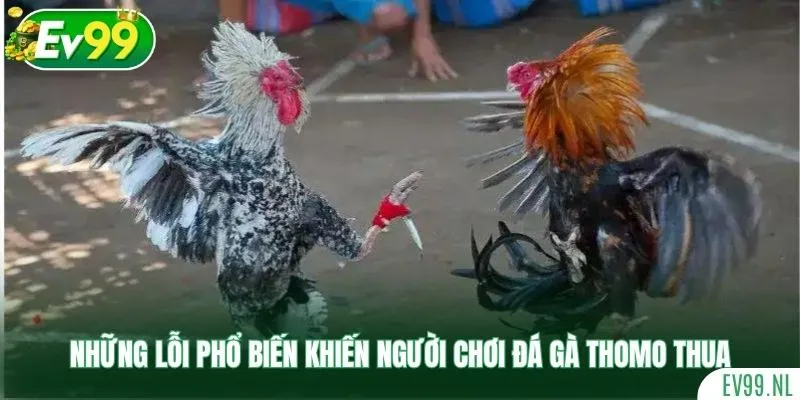 Những lỗi phổ biến khiến người chơi đá gà Thomo thua Những lỗi phổ biến khiến người chơi đá gà Thomo thua