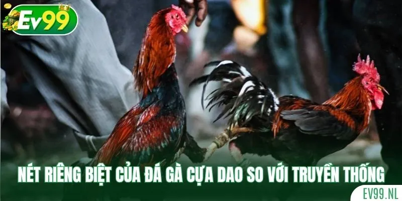 Những nét riêng biệt của đá gà cựa dao so với truyền thống Những nét riêng biệt của đá gà cựa dao so với truyền thống