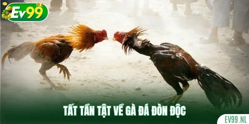Tất tần tật về gà đá đòn độc Tất tần tật về gà đá đòn độc