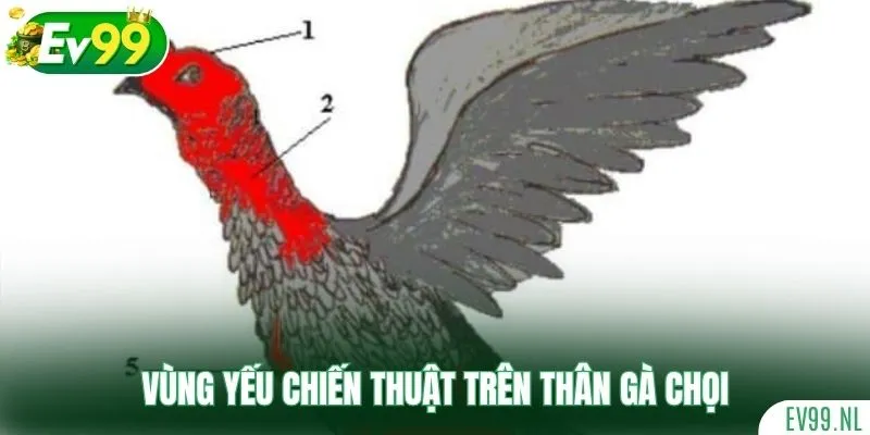 Vùng yếu chiến thuật trên thân gà chọi Vùng yếu chiến thuật trên thân gà chọi
