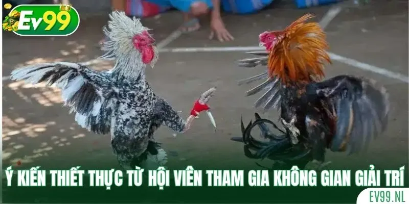 Ý kiến thiết thực từ hội viên tham gia không gian giải trí Ý kiến thiết thực từ hội viên tham gia không gian giải trí